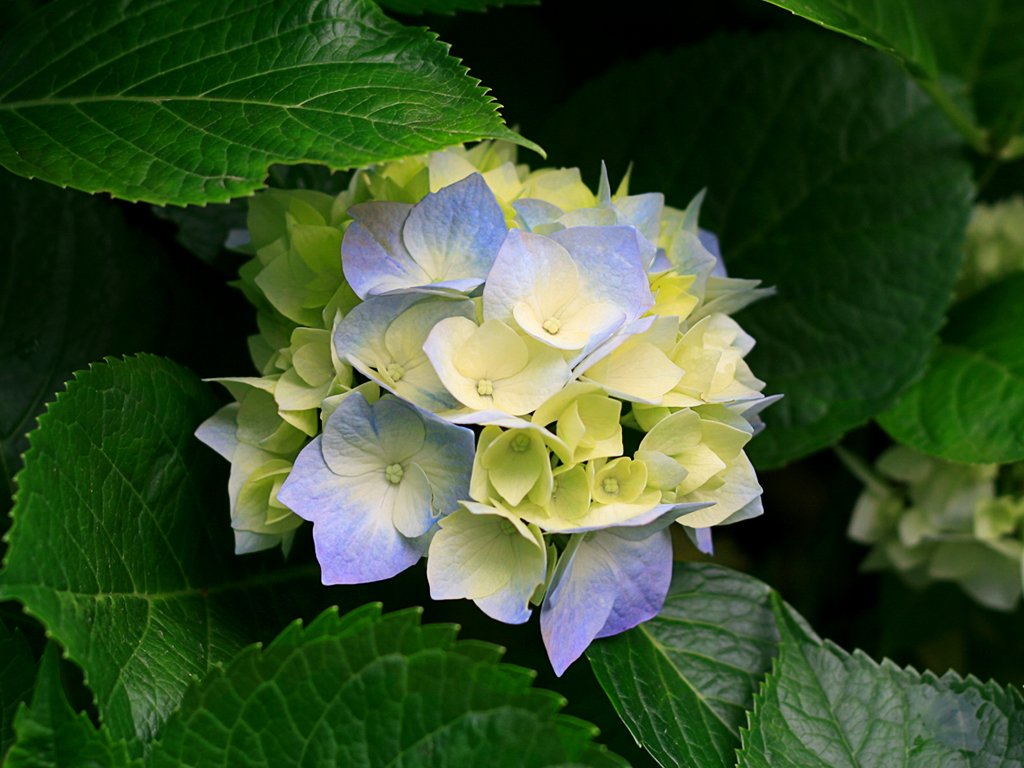 https://www.lhps.hlc.edu.tw/uploads/tadgallery/2009_03_12/11_Hydrangeas.jpg Photo Test.