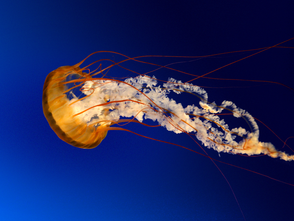 https://www.lhps.hlc.edu.tw/uploads/tadgallery/2009_03_12/12_Jellyfish.jpg Photo Test.