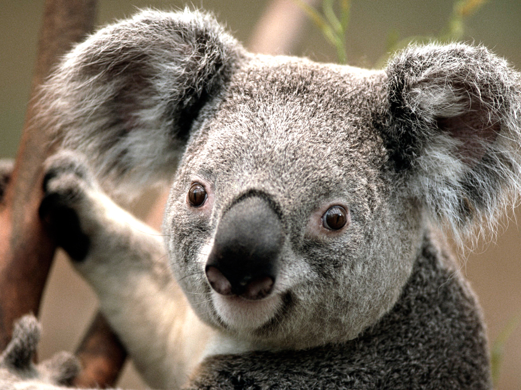 https://www.lhps.hlc.edu.tw/uploads/tadgallery/2009_03_12/13_Koala.jpg Photo Test.