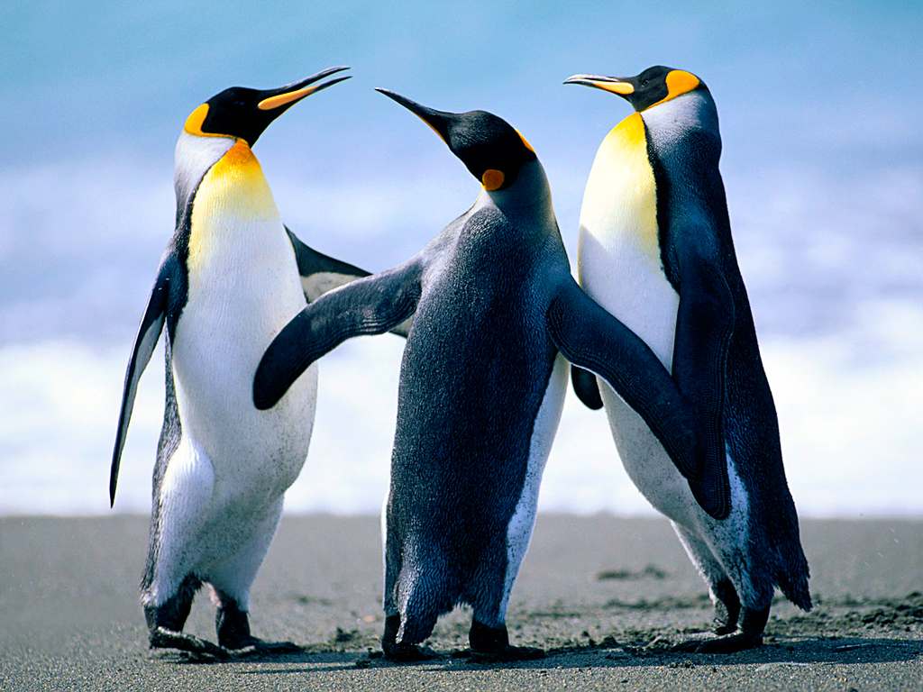 https://www.lhps.hlc.edu.tw/uploads/tadgallery/2009_03_12/7_Penguins.jpg Photo Test.