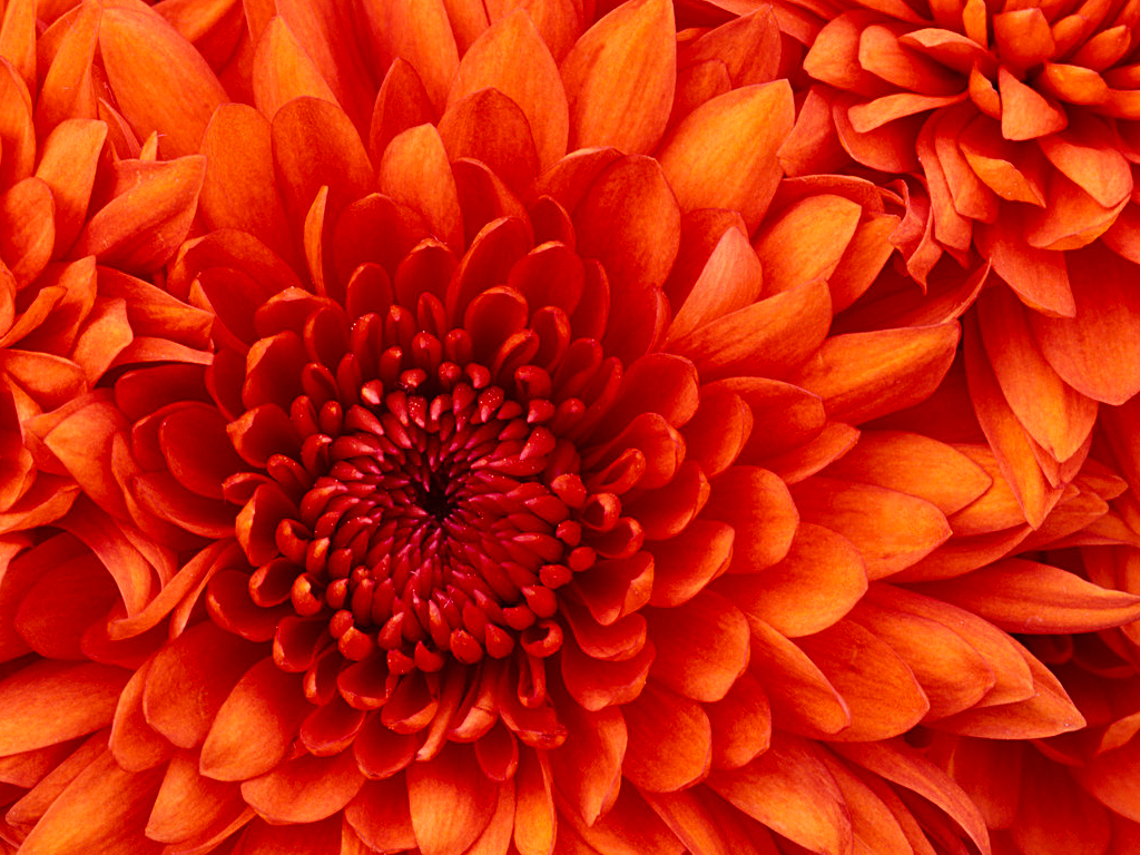 https://www.lhps.hlc.edu.tw/uploads/tadgallery/2009_03_12/9_Chrysanthemum.jpg Photo Test.